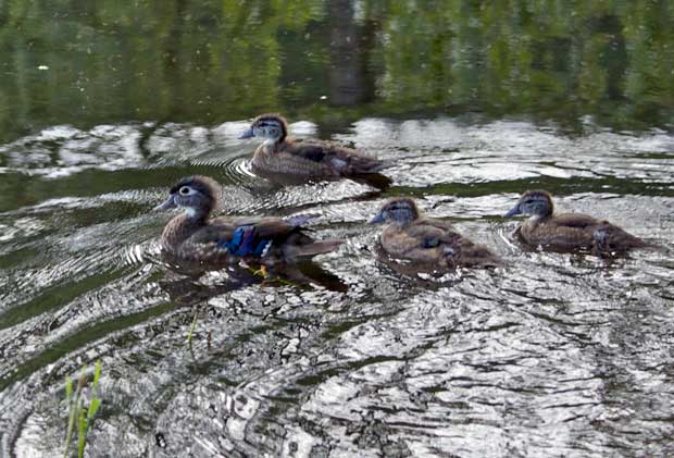 Wood Duck with Ducklings