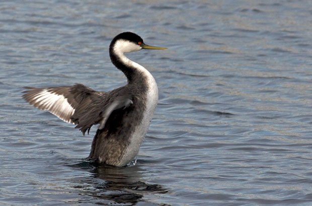 Western Grebe Flapping Wings