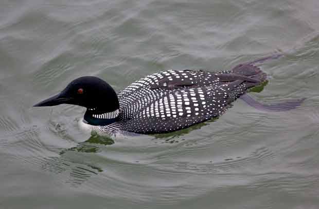 Common Loon in Breeding Colors