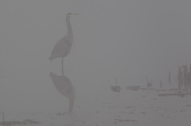 Great Blue Heron in fog 