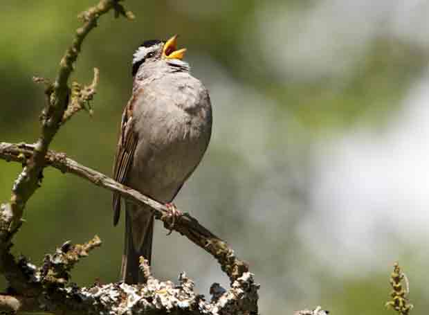 White Crowned Sparrow Singing