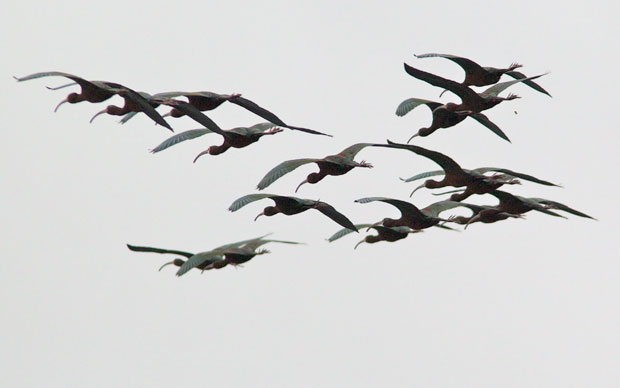 White-Faced Ibis flock