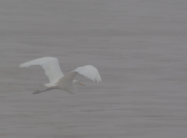 Egret in Fog 