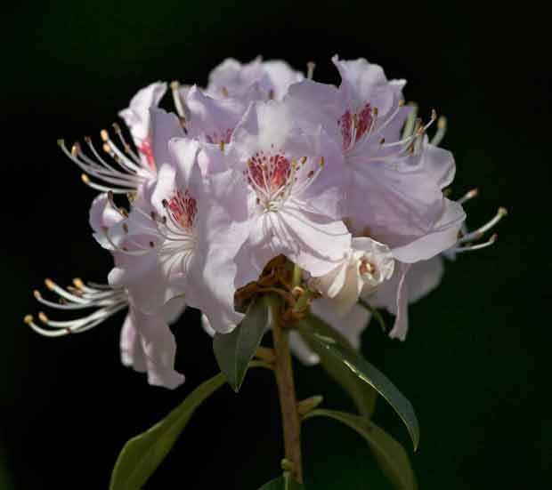 White and Pink Rhodie