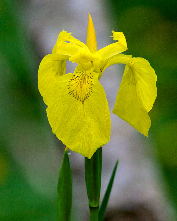 Wild Iris 