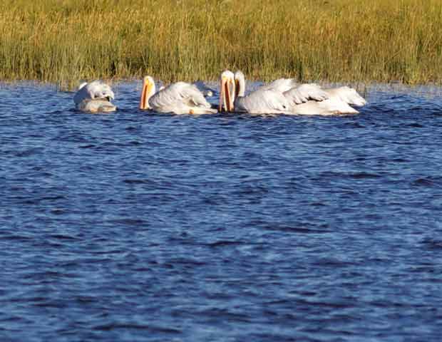 White Pelicans Feeding 