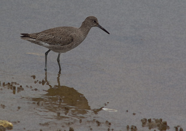 Willet On a Gray Day