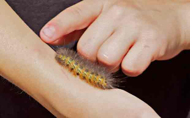 "Wooly" caterpillar