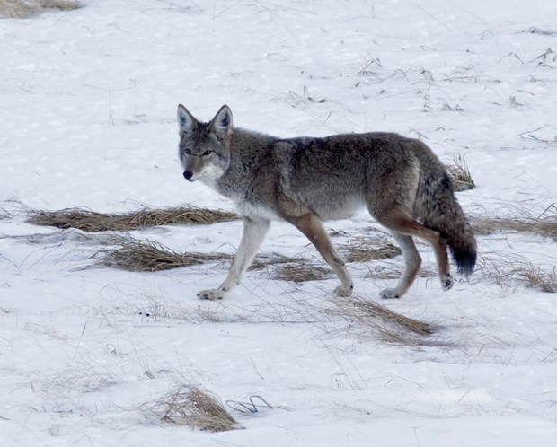Coyote in Winter Coat 
