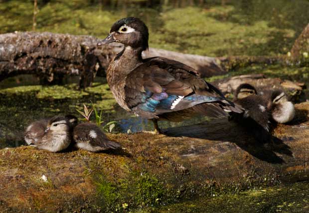 Wood Duck Family