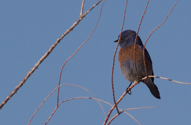 Western Bluebird 