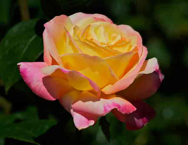 Yellow-pink rose