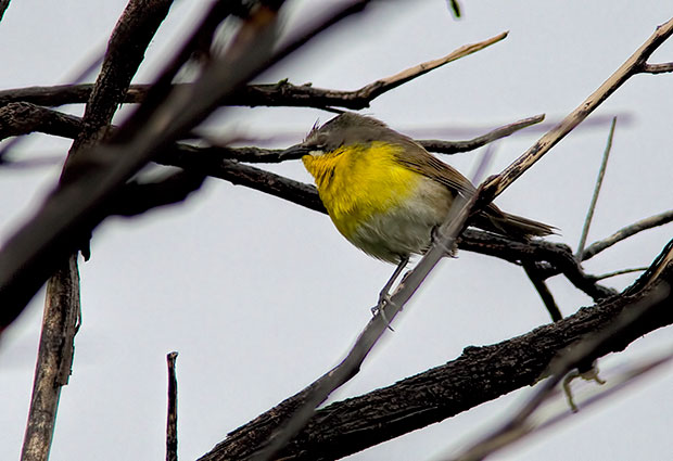 Yellow-Breasted Chat 