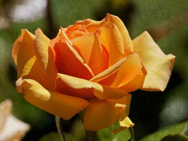 Yellow-orange Rose