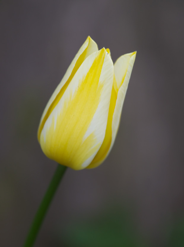 Yellow and White Tulip