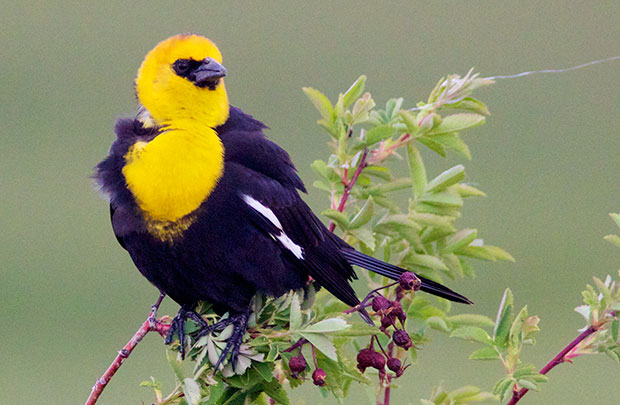 Yellow-Headed Blackbird 