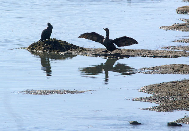 cormorants 