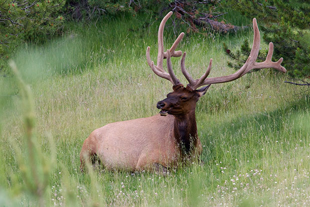 bull Elk 