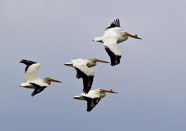 Pelicans in Flight 