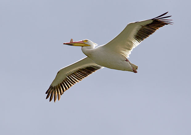 Pelican Fly Over 