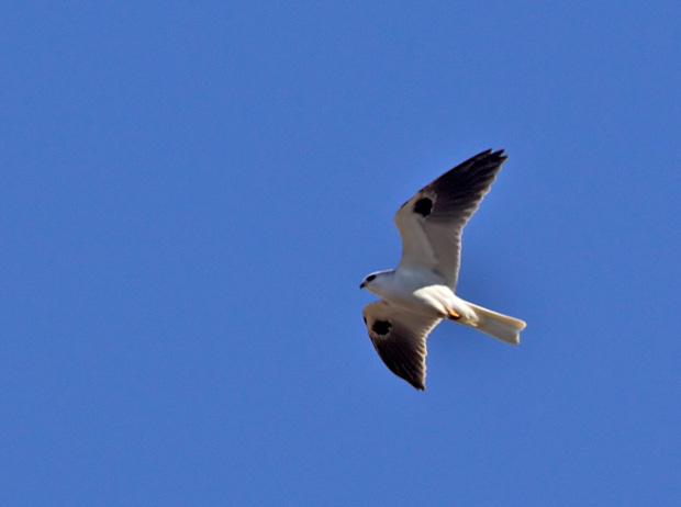 White-Tailed Kite 