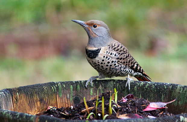 female Red-Shafted Flicker 