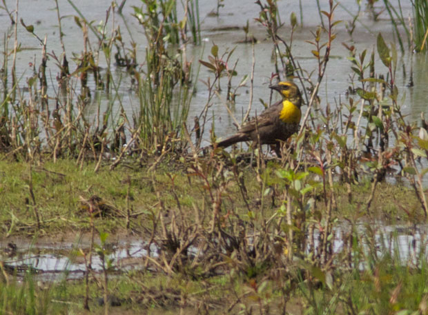 female Yellow-Headed Blackbird