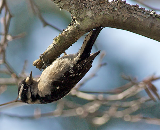 Female Down Woodpecker