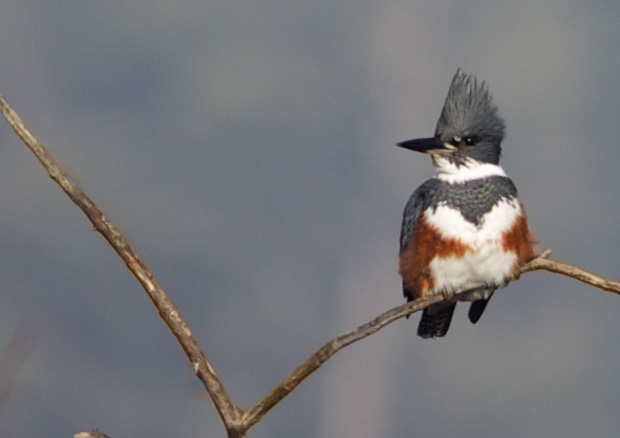female Belted Kingfisher 