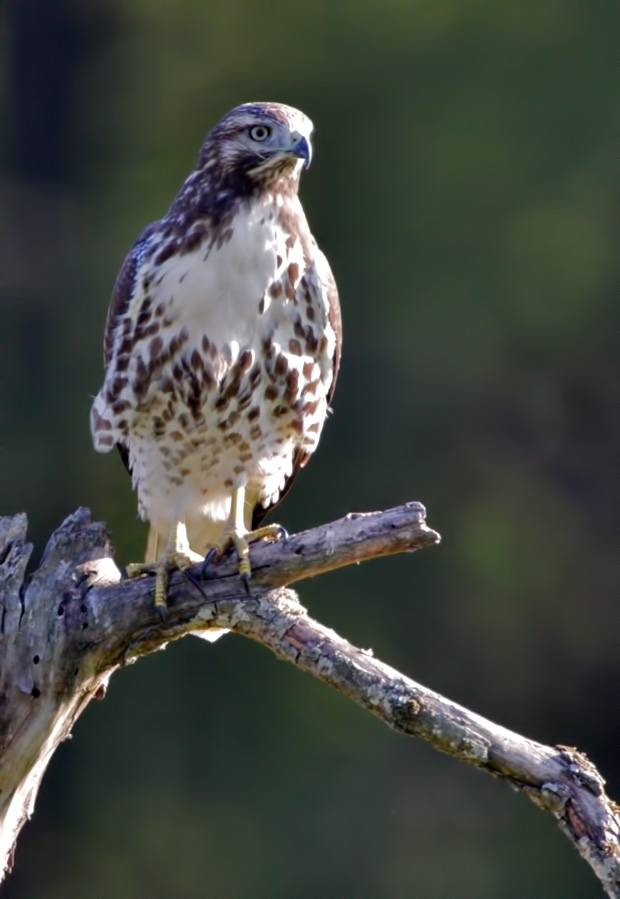 juvenile Red-Tailed Hawk