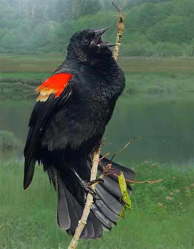  male Red-Winged Blackbird