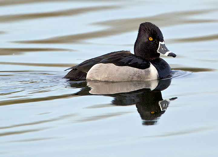 male Ring-Necked Duck 