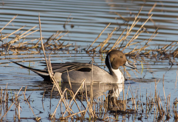 male Northern Pintail