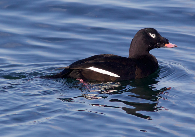 male White-Winged Scoter 