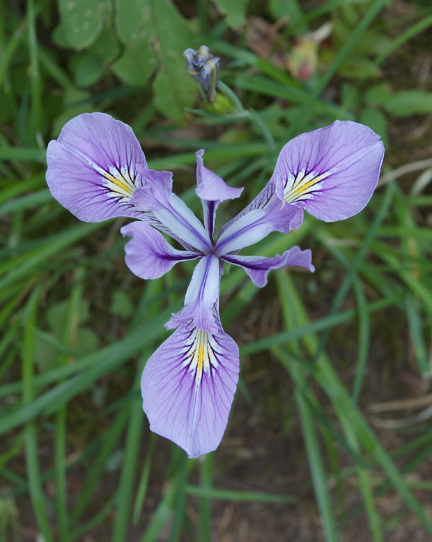 Tough-Leaved Iris